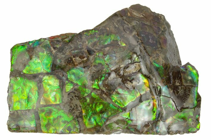 Iridescent Ammolite (Fossil Ammonite Shell) - Alberta #236422